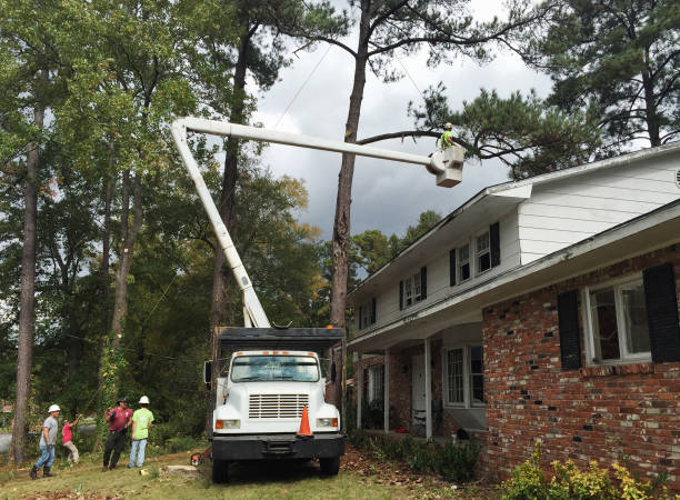 Best Tree Preservation Services  in Bolivar Peninsula, TX