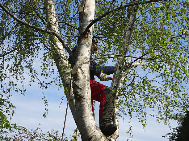 How Our Tree Care Process Works  in  Bolivar Peninsula, TX